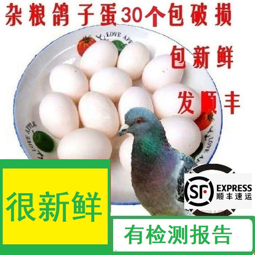 新鲜鸽子蛋白鸽蛋土鸽蛋正品鸽子蛋飞鸽蛋顺丰宁波发货 30枚装