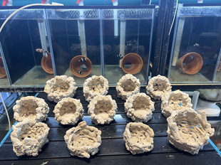 防跑爪洼石奶嘴窝防跑海葵窝地毯窝造景珊瑚骨活石海缸造景fot