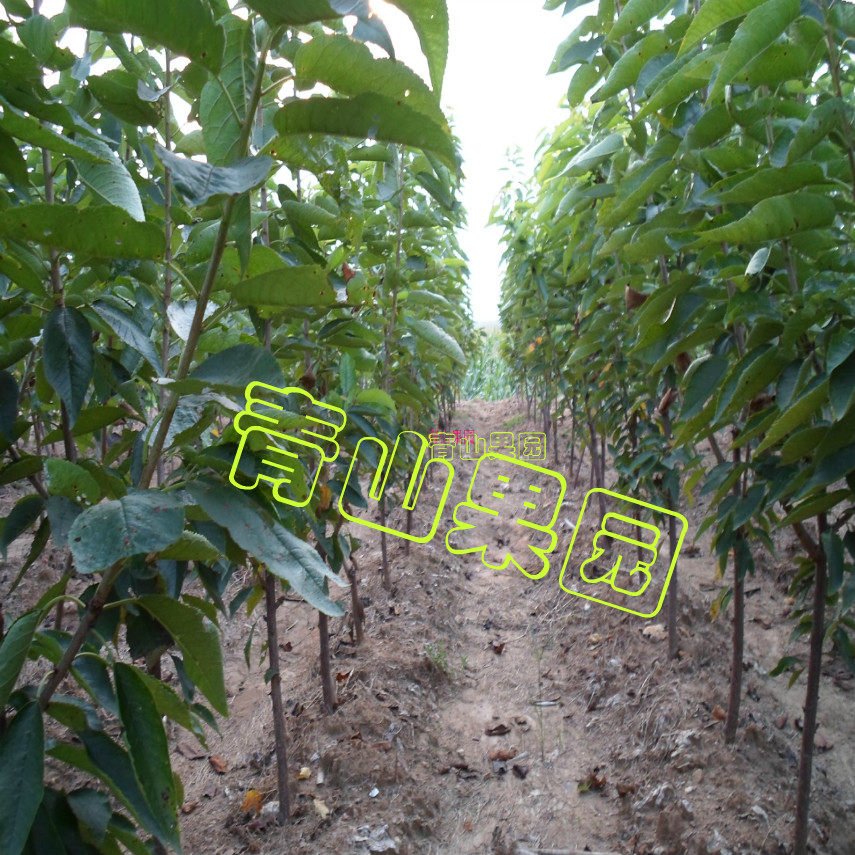 芒果树苗 一棵包邮 正宗嫁接四季蜜芒 金煌芒果