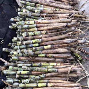 青皮陶山甘蔗砍掉 便宜处理 头尾部12段一箱需要