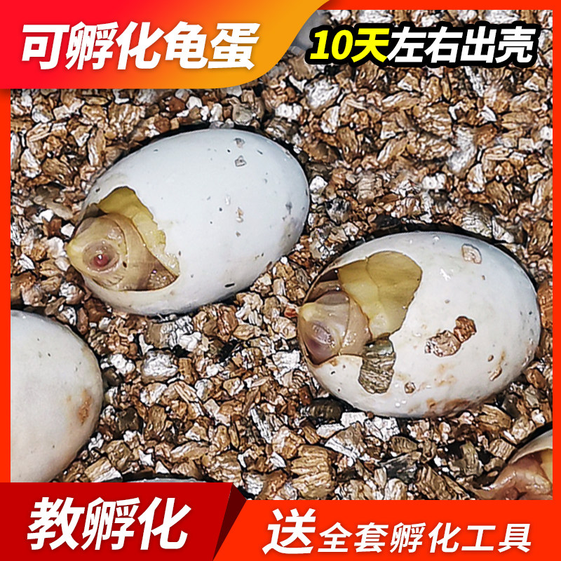 龟友天下乌龟蛋可孵化套装受精蛋网红儿童小宠物龟苗草龟活物试验