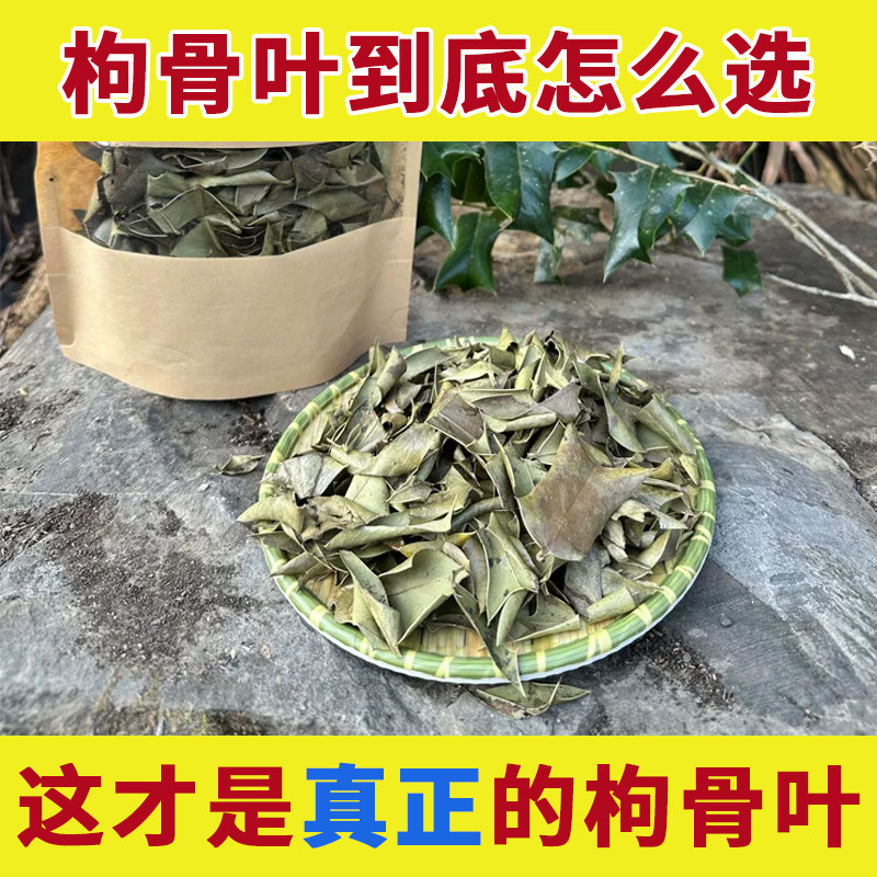 枸骨叶中药材正品构骨叶狗骨叶狗骨草枸猫儿八角刺羊角刺树叶