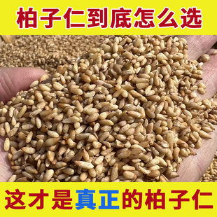 野生柏子仁中药材正品官方旗舰店枕头的功效炒柏子仁粉泡茶伯子仁
