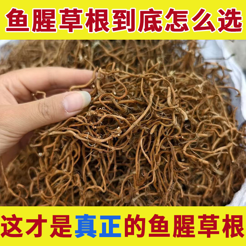 鱼腥草根新鲜干货折耳根鱼鲤草根鱼心草鱼辛草根干鱼蓟草鱼星草干