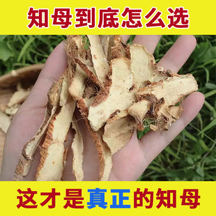 正宗新鲜无硫干货知母中药材正品野生的功效毛知母片山知母肉泡水