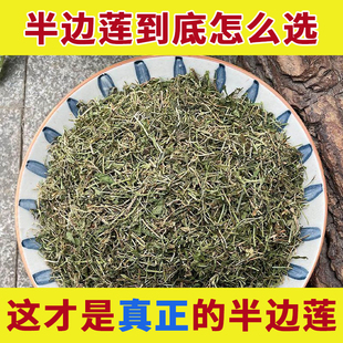 野生半边莲中药材正品新鲜干货的功效半边连瓜仁草急解索细米草干