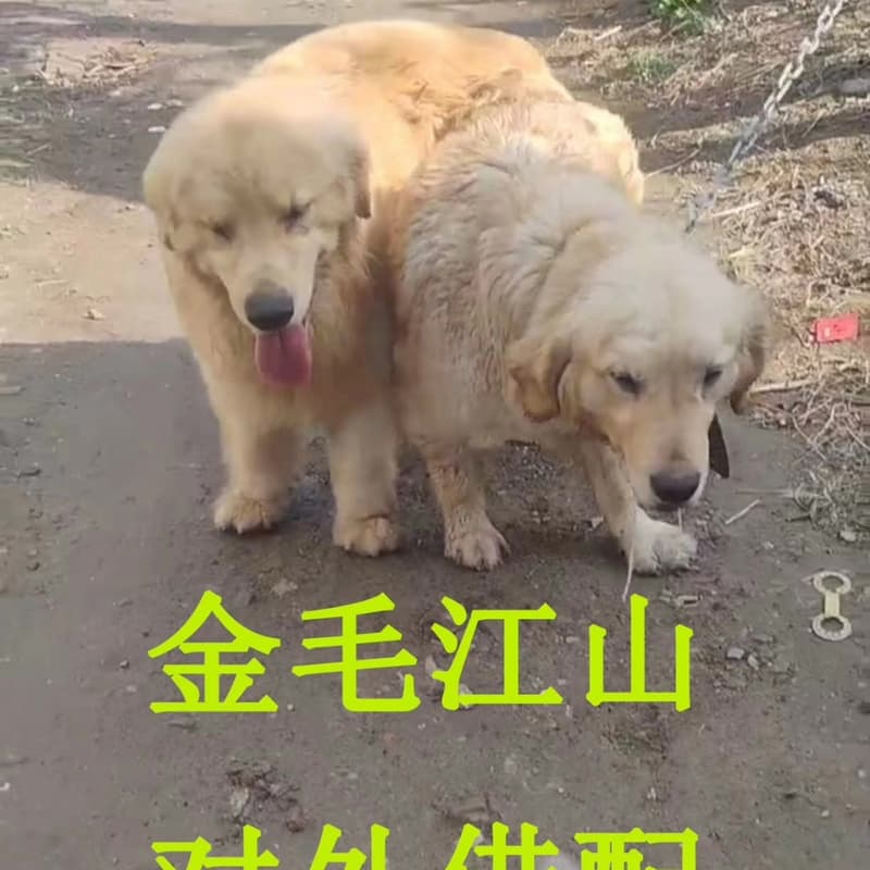 双血统金毛种公借配--议价商品