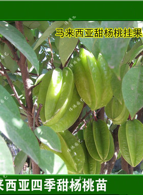 广西酸甜杨桃苗台湾阳台嫁接树苗