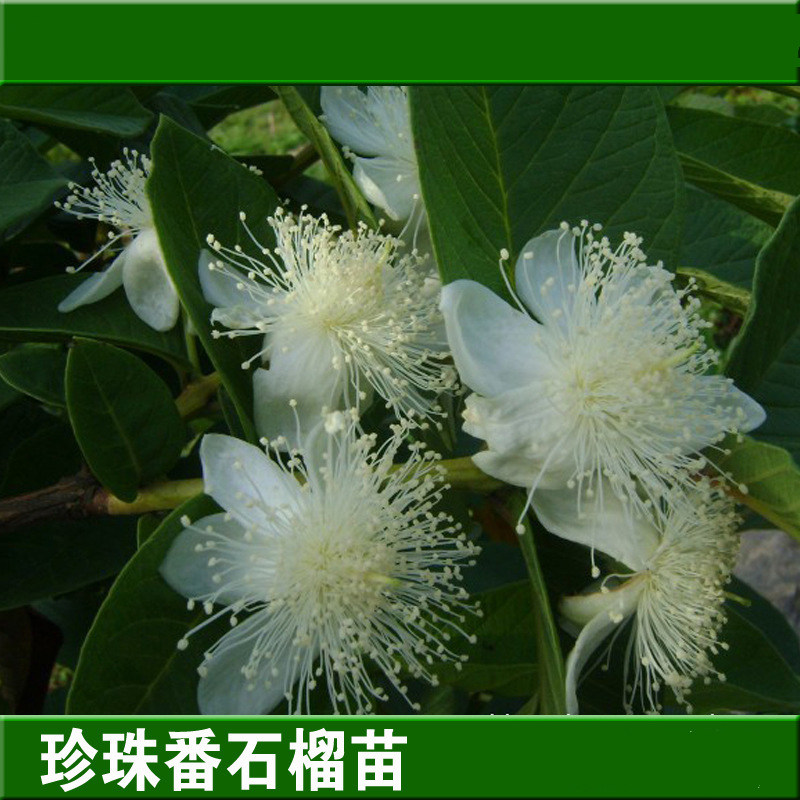 芭番石榴苗嫁接矮化台湾四季珍珠番石榴苗盆栽台湾芭乐苗白肉广西