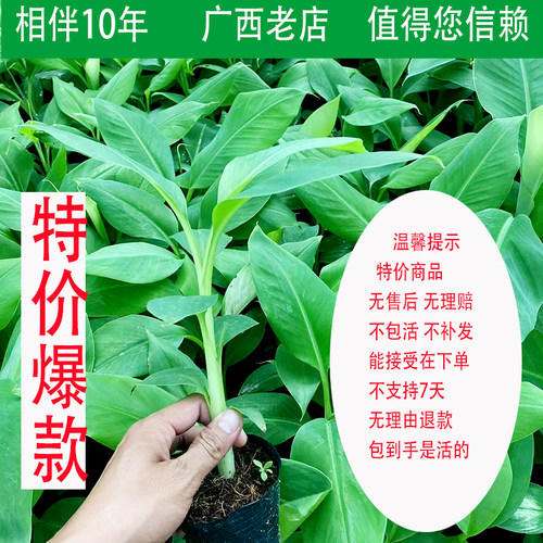 香蕉苗树苗特价爆款广西