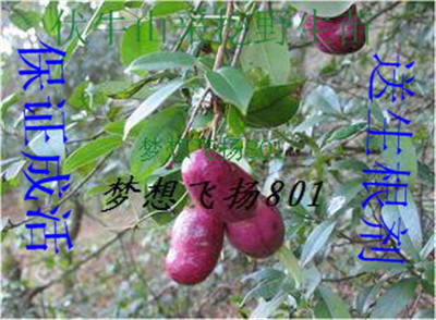 八月炸瓜苗三叶木通10年老店观果