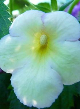 长筒花Achimenes Golden Clusters 苦苣苔花期长 45包邮