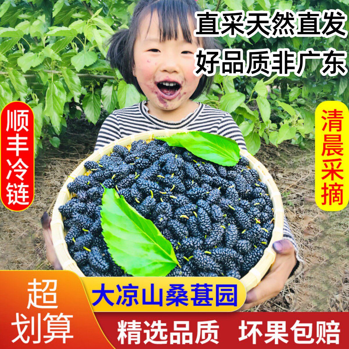 黑桑葚果新鲜现摘现发椹子顺丰专用孕妇水果大凉山泡酒膏酵素四川