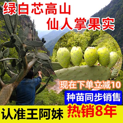 王阿妹家仙人掌果「热销8年」