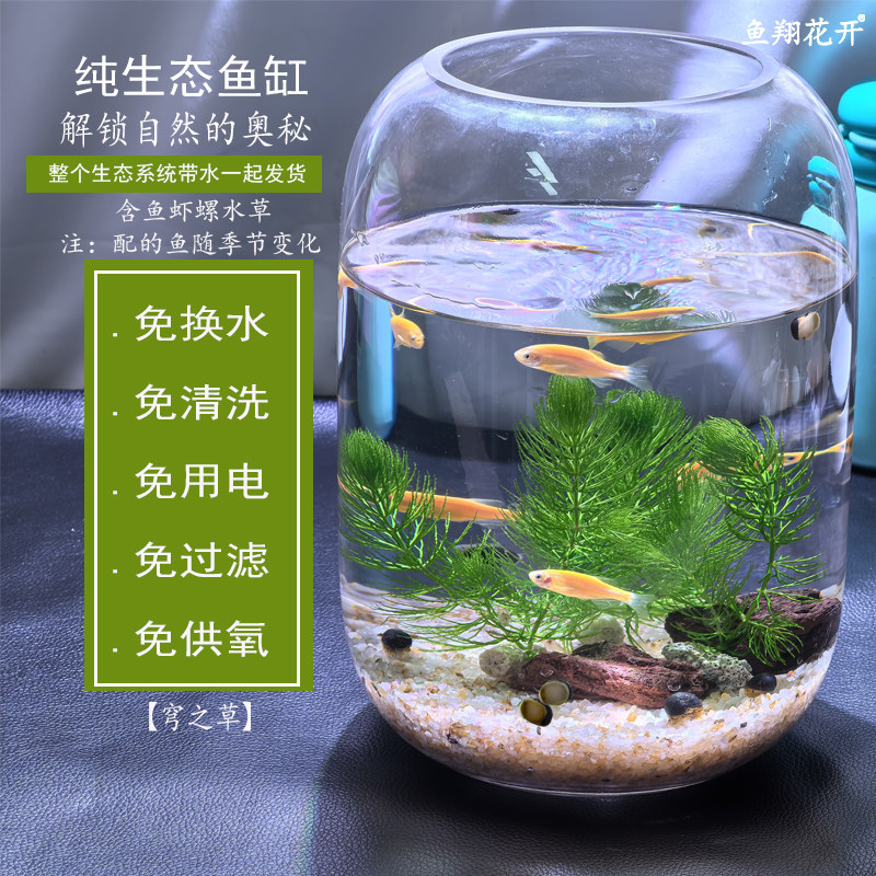 免打理 迷你 生态鱼缸瓶 不用换水 清洗缸壁 不用电 生态课 教学