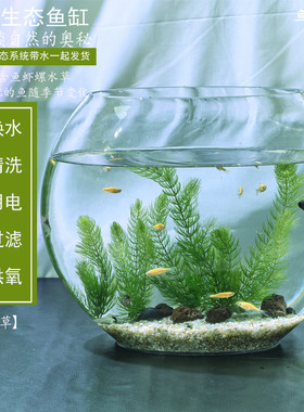 懒人水草活体鱼缸造景