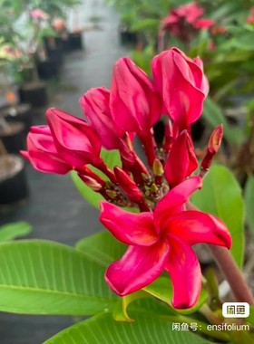 苗:泰国进口鸡蛋花嫁接苗，WAH GOR瓦格,透版正大红色系