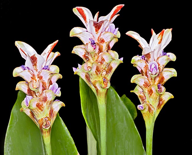 球茎:Curcuma rhabdota，拐杖糖姜颜色花型像充满圣诞气息的姜糖