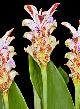 球茎:Curcuma rhabdota，拐杖糖姜颜色花型像充满圣诞气息的姜糖