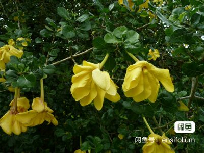 种子:Gardenia volkensii南非祖鲁栀子是一种耐寒、耐旱、