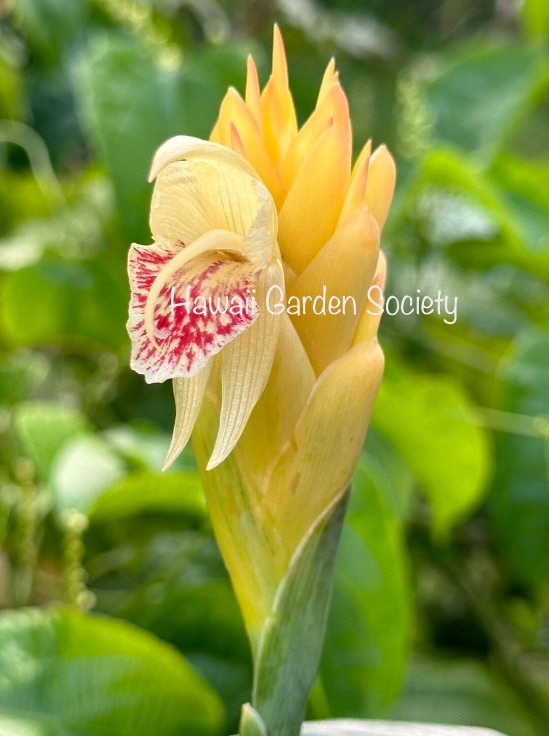 球茎:Zingiber pyroglossum黄雪松姜，珍稀小型盆栽观花姜科