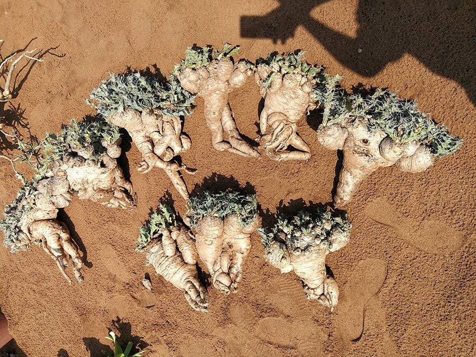 【2019秋团-非洲珍稀多肉