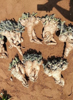 【2019秋团-非洲珍稀Euphorbia clavigera块茎棒麒麟大戟】多肉