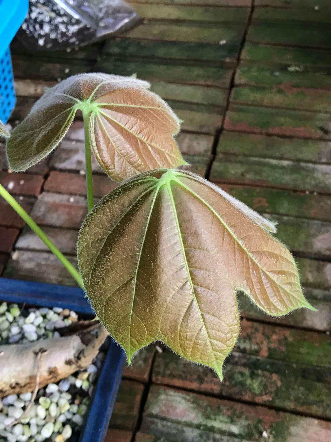 【2018春团-珍稀植物-Sterculia ssp新种块茎萍婆】】多肉