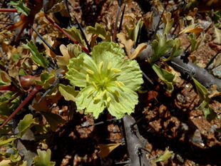 【2017夏团购-珍稀块茎植物刺月界Sarcocaulon crassicaule龙骨】