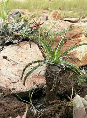 【2018春团-珍稀非洲块茎Ledebouria ssp珍稀块茎型油点百合】