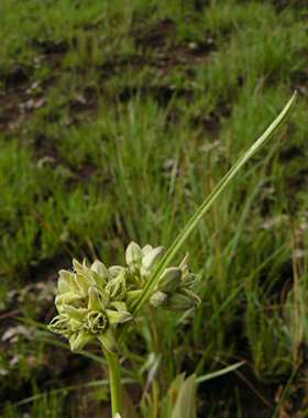 【2017秋团-非洲珍稀Raphionacme longifolia柳叶藤蔓白皮萝藦】