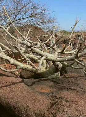 【2018春季团购-珍稀块根Commiphora unilobata 索马里没药】多肉
