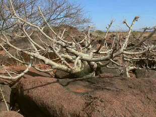 【2018春季团购-珍稀块根Commiphora unilobata 索马里没药】多肉