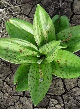 【2017秋团-非洲珍稀Ledebouria SP南非风信子SP新种】