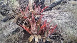 zebrina赞比亚红斑马芦荟 非洲珍稀Aloe 多肉 2017秋团