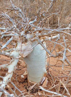 【2017秋季团购-珍稀非洲块茎没药Commiphora holtiziana】多肉