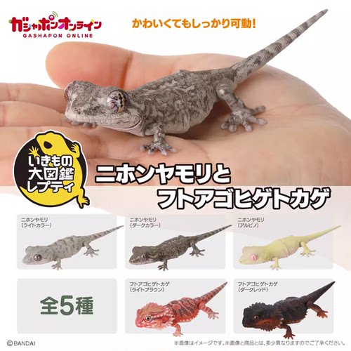 包邮 现货 万代 扭蛋 生物大图鉴 日本 守宫 胡须蜥 壁虎