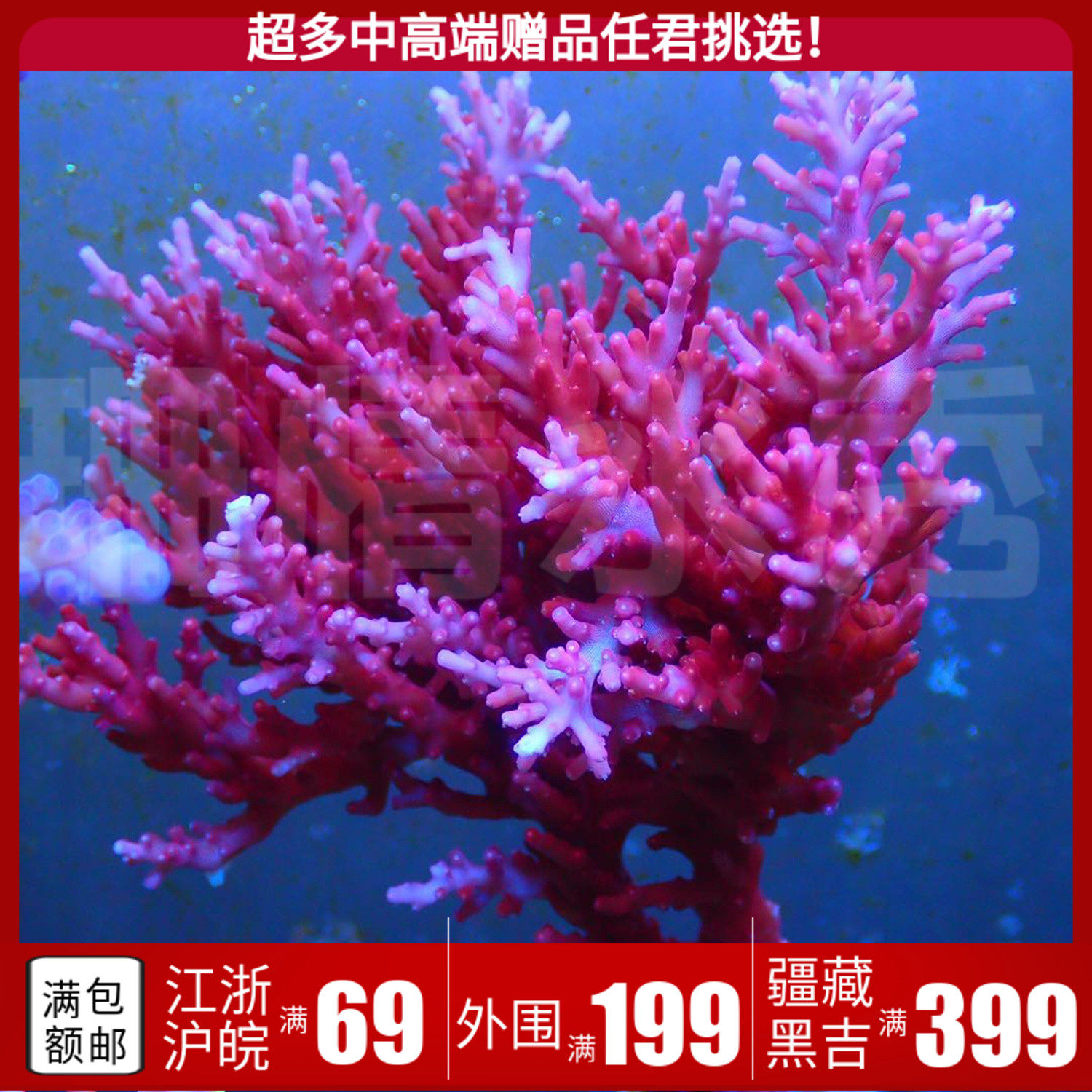 美国红龙 澳洲 龙 活体珊瑚硬骨SPS断枝支全国顺丰空运到家包损在类目 宠物/宠物食品及用品, 水族世界, 其它水族宠物中 - 来自Buy2taobao.com提供专业的淘宝代购服务