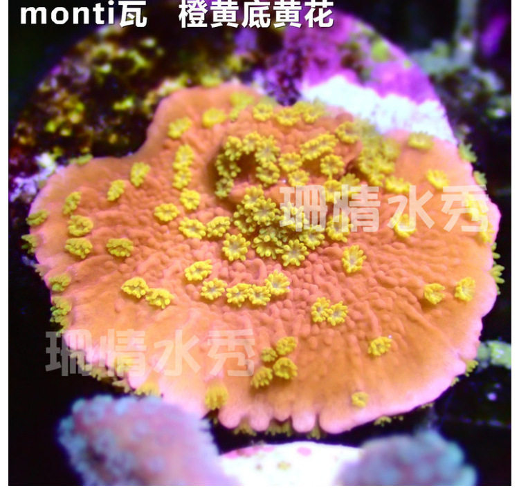 monti 莫妮卡 橙黄底黄花 瓦片 会起飞 印尼 活体珊瑚硬骨sps断枝