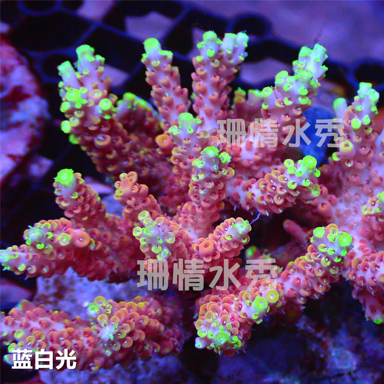 野兽人 美国rr 鱼缸 观赏 宠物 印尼 轴孔 活体珊瑚sps断枝