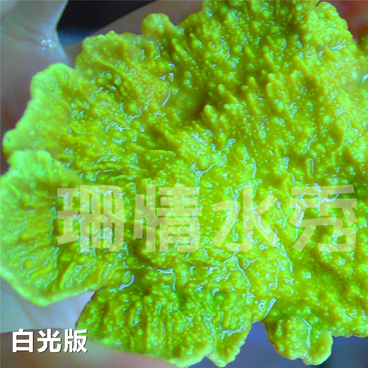 荧光黄绿瓦 瓦片 会起飞 印尼 活体珊瑚硬骨sps断枝全国顺丰空运