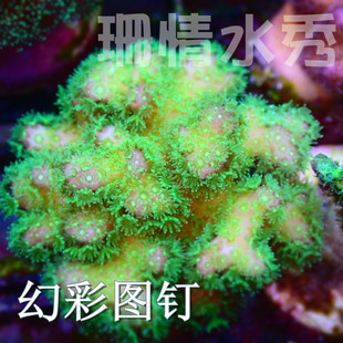 新手 好活 印尼 幻彩图钉 活体珊瑚硬骨SPS断枝支顺丰空运包损