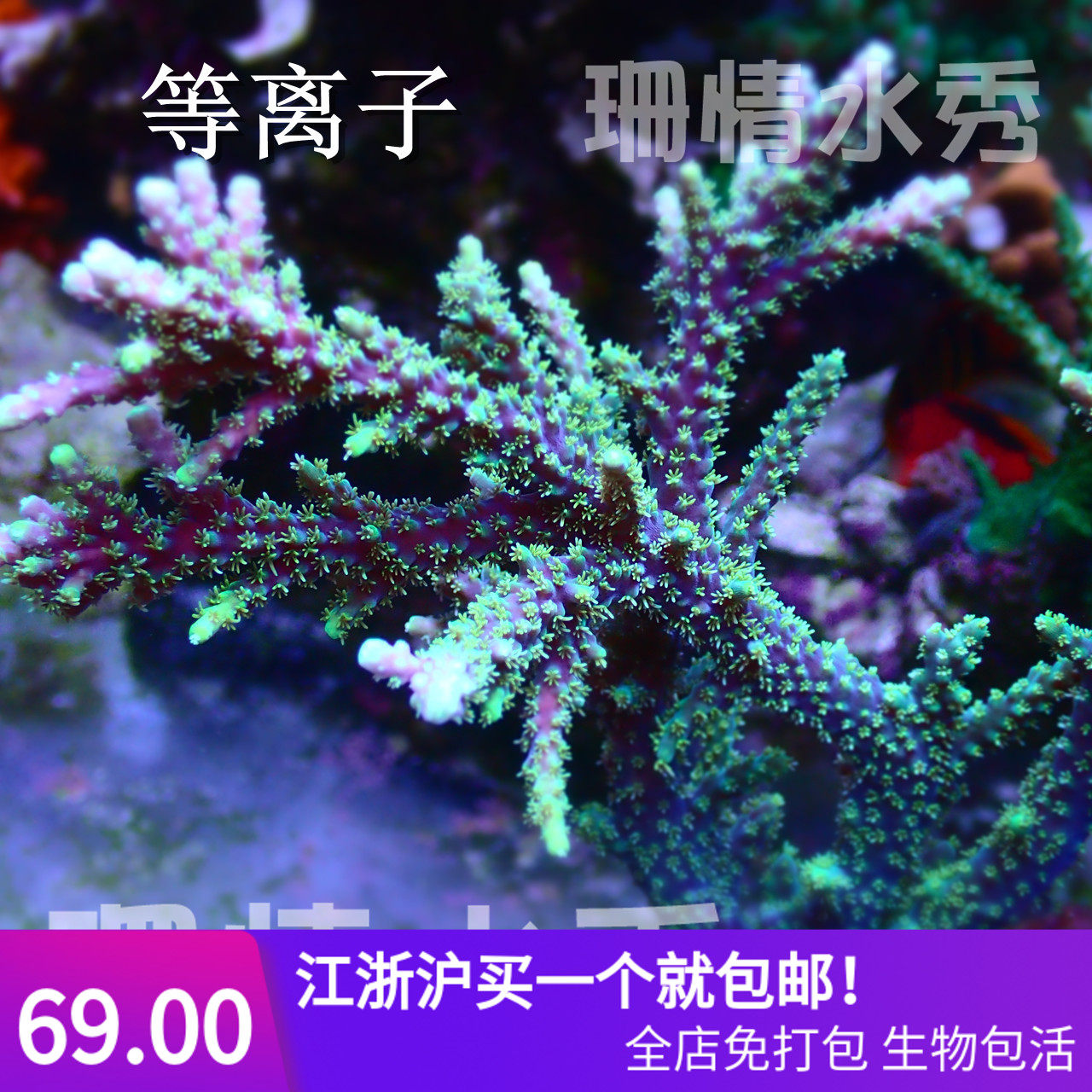 等离子 印尼 易活好养 海水缸 活体硬骨SPS断枝顺丰空运包损在类目 宠物/宠物食品及用品, 水族世界, 其它水族宠物中 - 来自Buy2taobao.com提供专业的淘宝代购服务