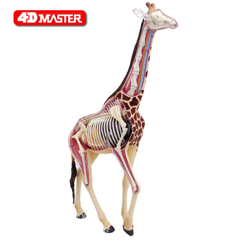 4d master 长颈鹿模型 动物内脏器官解剖拼装模型 儿童组装玩具