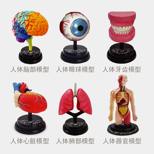 怡高 4D脑部模型眼球牙齿心脏血液肺部呼吸骨骼 AI人体拼装玩具5+