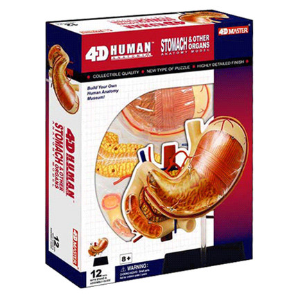 4D master 人体器官胃模型 儿童玩具塑料拼装积木幼儿园科学教具