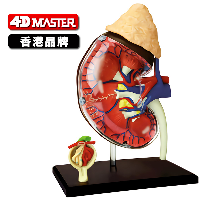 4D master 肾脏模型 儿童组装科学实验玩具 幼儿园人体生物教具