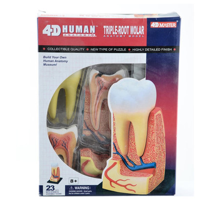 4D master 牙齿模型儿童组装玩具拼装积木幼儿园人体科学实验教具