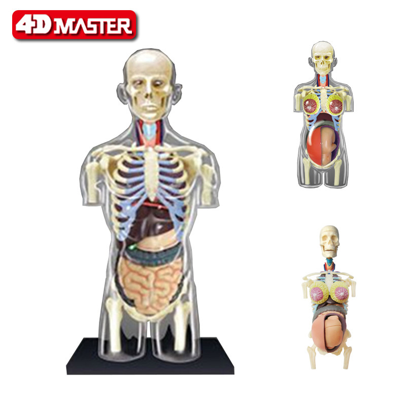 4D MASTER 男性透明半身人体模型女性怀孕妊娠胎儿 拼装积木玩具