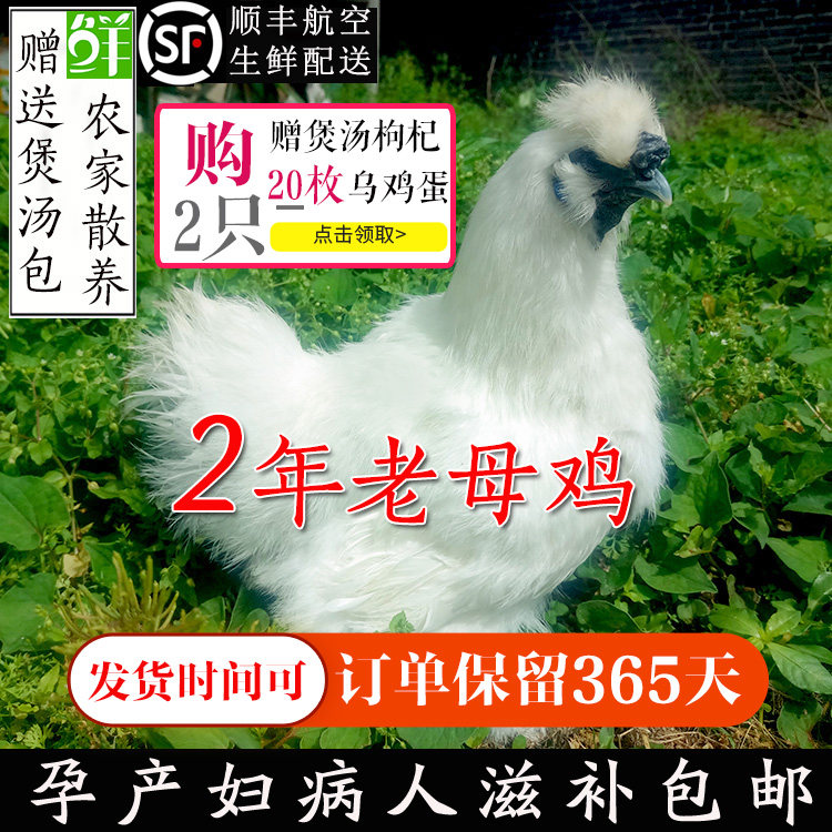 江西泰和乌鸡黑白凤乌鸡农村自家养乌骨鸡土鸡走地老母鸡草鸡包邮